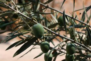 Athina EcoFarm Argolida Greece