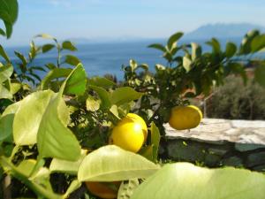 Athina EcoFarm Argolida Greece