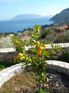 Athina EcoFarm Argolida Greece