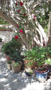 Appartements Cielito Lindo : photos des chambres