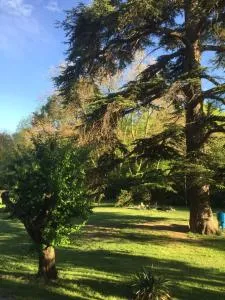 Les cèdres - Saint-Benoît