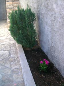 Apartmani Lucija