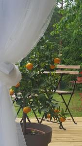 B&B / Chambres d'hotes Clos des Morillons : photos des chambres