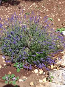 Trulli Sarmenzanello