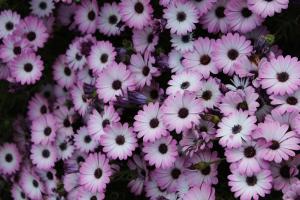 Terre del Cardinale Country Suites