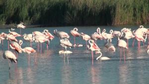 Maisons de vacances Le Flamingo : photos des chambres