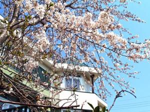 Petit Resort Hotel Alcyon