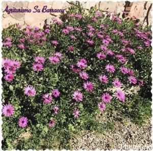 Agriturismo Su Barraccu img42