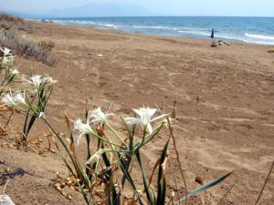 Asfodelos Apartment Hotel Ilia Greece