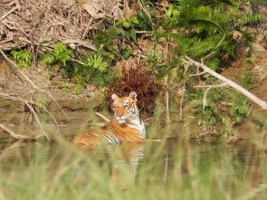 Racy Shade Resort Pvt.Ltd.