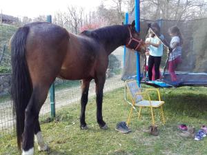 Guesthouse Zorko Gostilna Domen