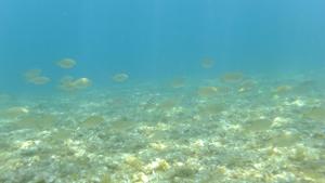 Apartamento Nautilus Beach