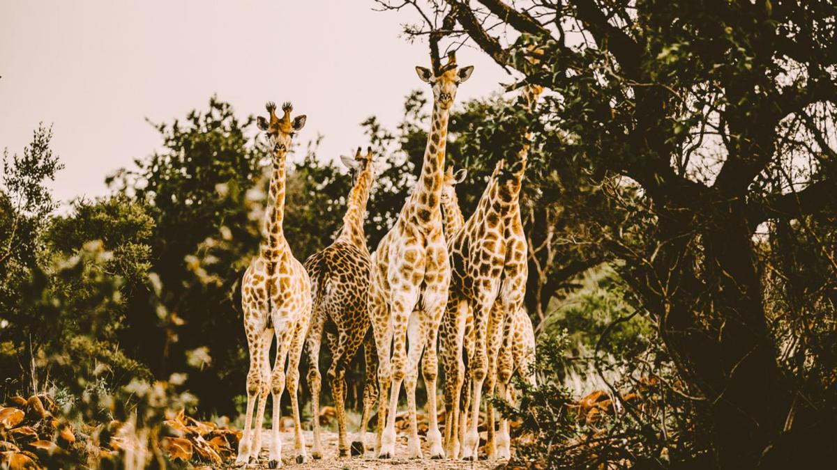 Lodge @ Bankenkloof Private Game Reserve Images