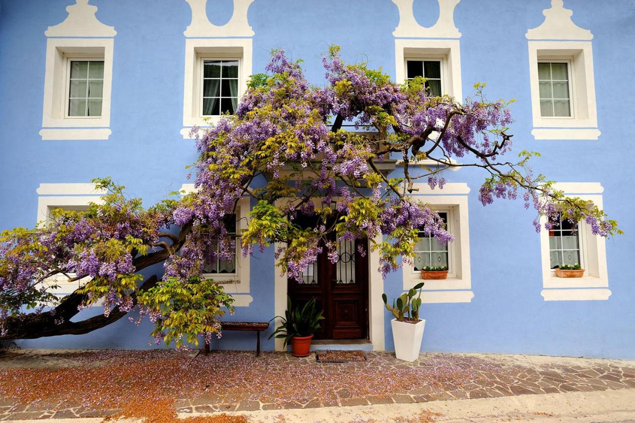 The Blue House Images