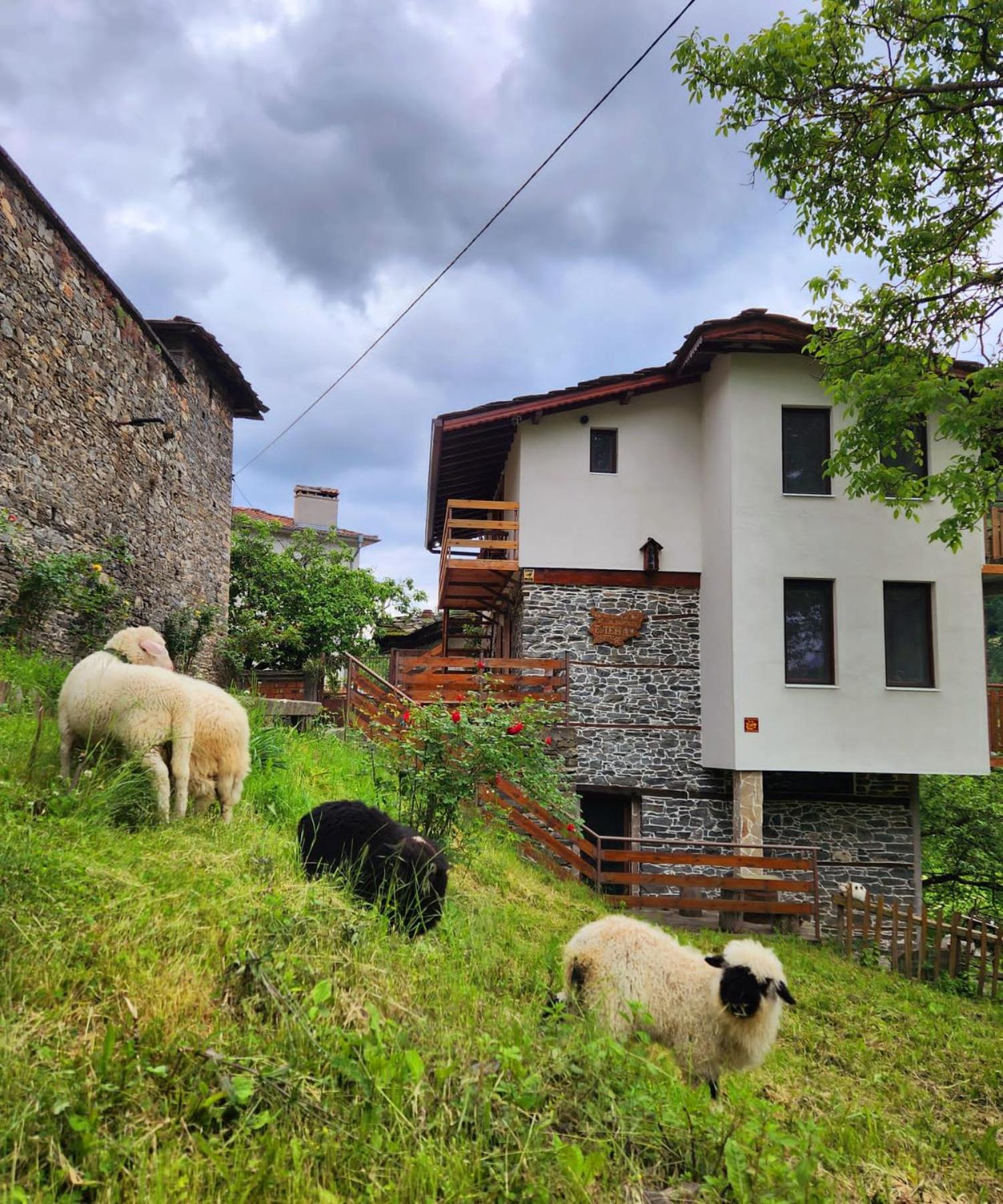 GUEST HOUSE ELENA Images