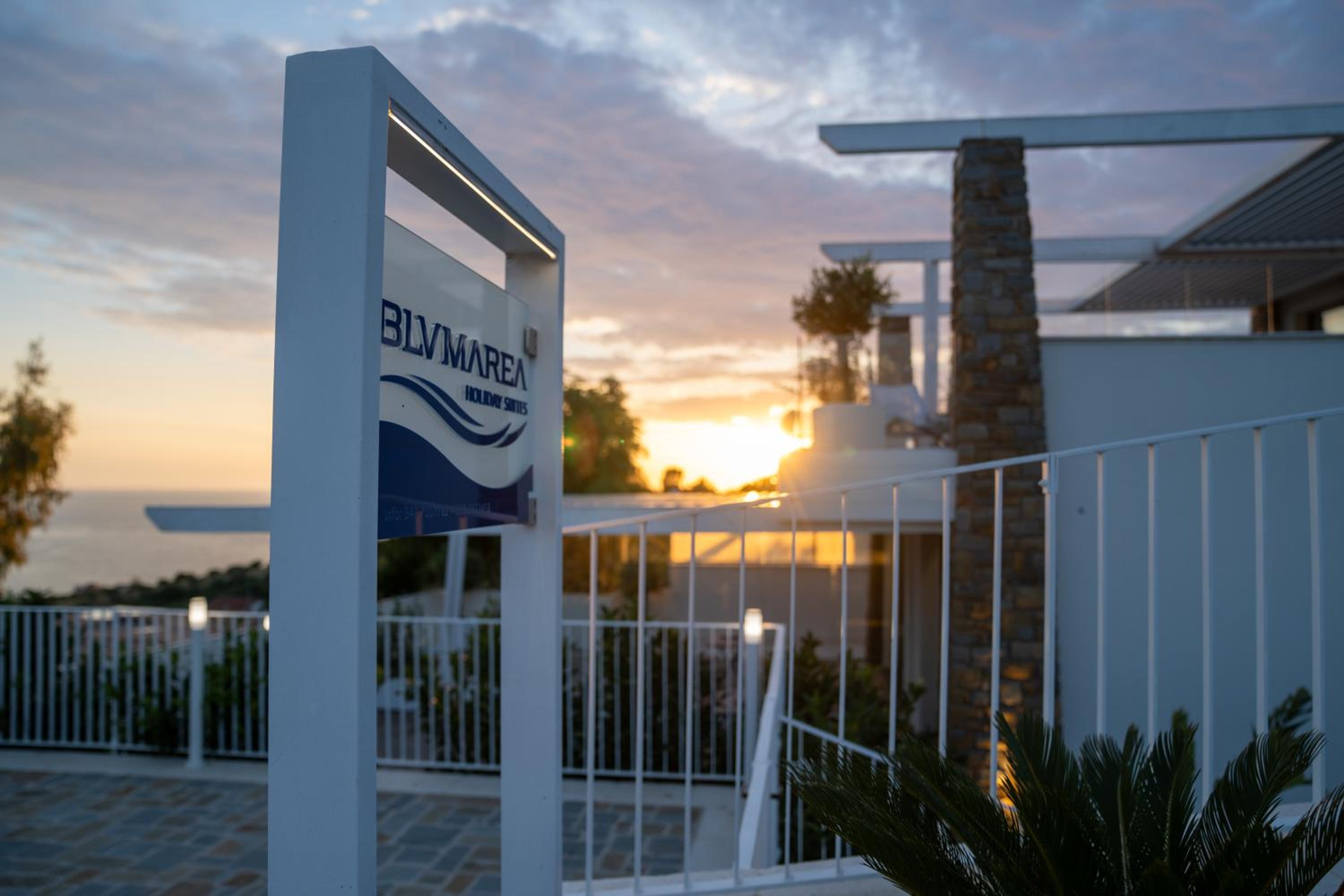 Blumarea Images