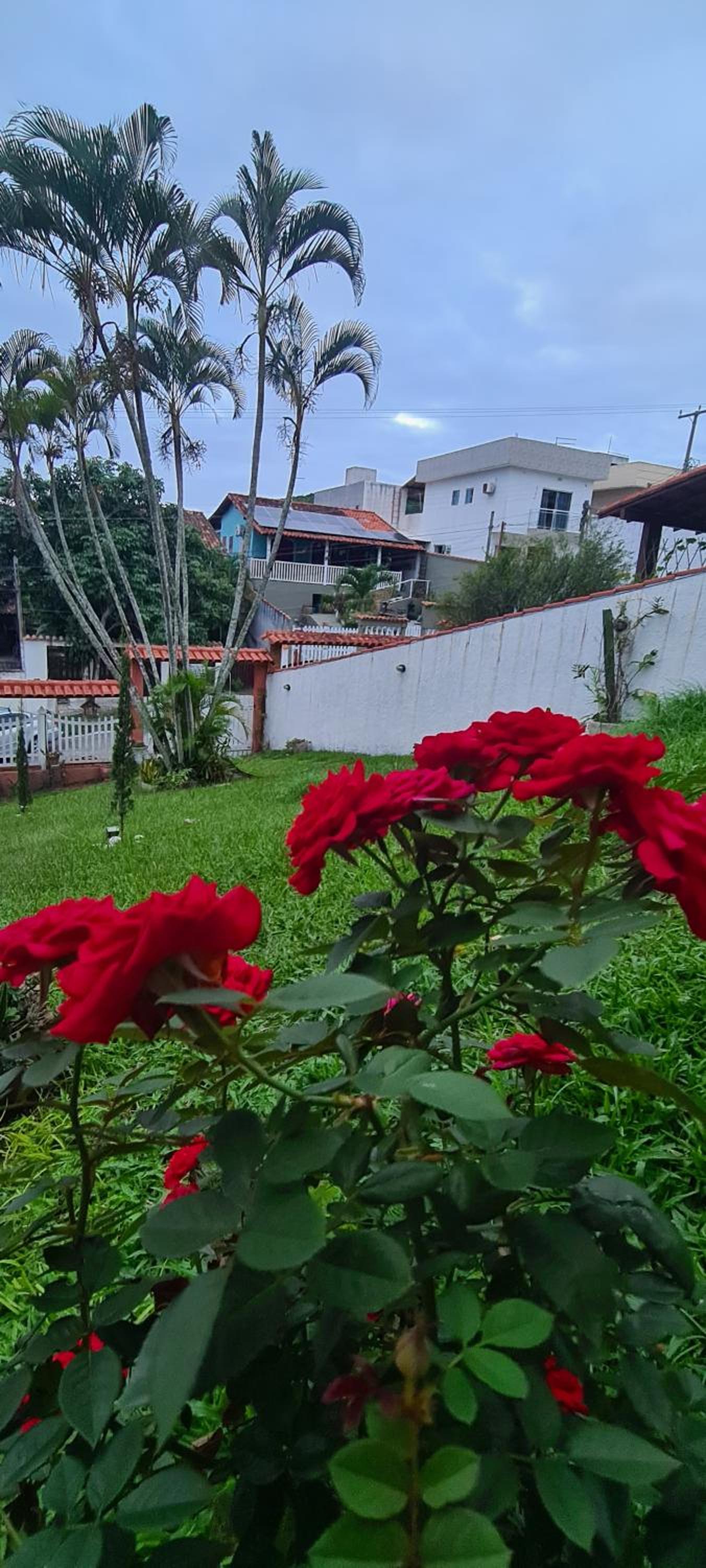 Red Rose
