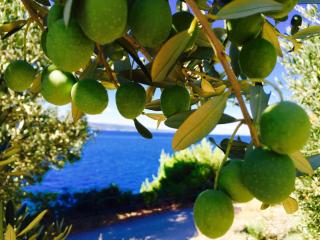 Villa Iris Apartments - 2