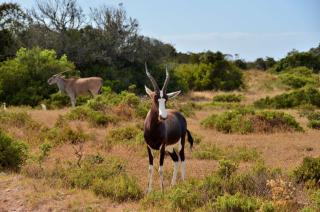 De Hoop Collection Suites - De Hoop Nature Reserve - 6