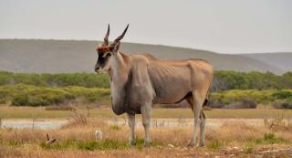 De Hoop Collection Suites - De Hoop Nature Reserve - 7
