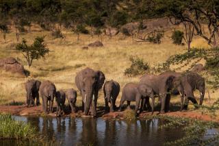 Four Seasons Safari Lodge Serengeti - Banagi - 9