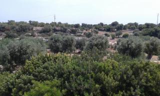 Lama Cupa - Fasano - 3