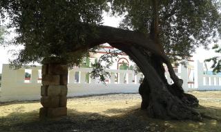 Lama Cupa - Fasano - 7