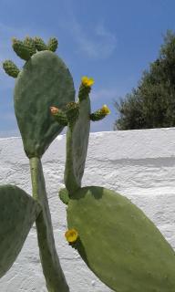 Lama Cupa - Fasano - 8
