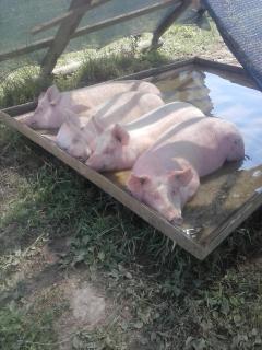 Agriturismo Borgo Floreani - 4