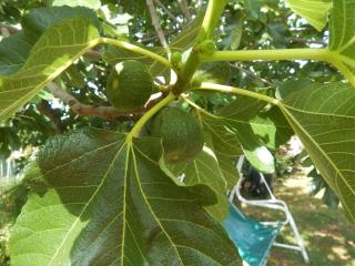 Apartments Vilanija - 7