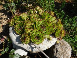 Apartments Leo Janjina - 2