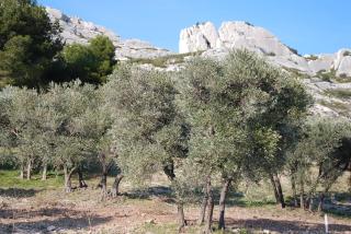 Château de Servanes - Mouriès - 8