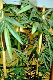 El Molino de Floren - 1