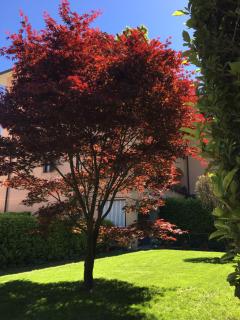 Appartamento rosada - Stresa - 0