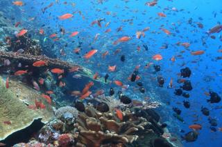 Garuda Dive & Accomodation Nusa Penida - Nusa Penida - 4