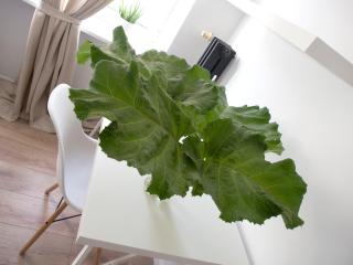 Scandinavian style 3 bedrooms, great location - Danzig - 2