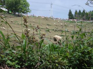Winlu Vacation Farm - 1