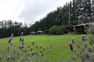 Hawke Brook Chalets - Pemberton - 8