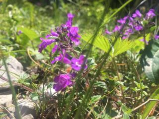 Haus Bergfrühling - 9