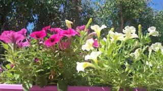 AltaMarea - Stintino - 5