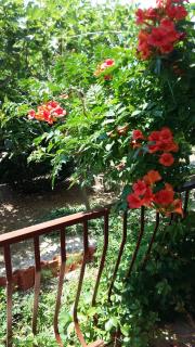 Apartmani Ivanka - Makarska - 2