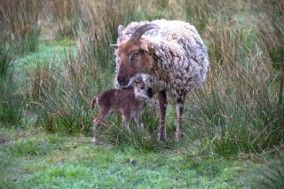 Bluebell Croft - Strontian - 7