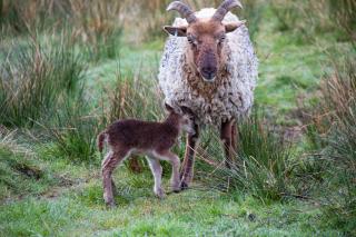 Bluebell Croft - Strontian - 8
