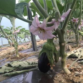 La Ferme Du Midi - Piolenc - 6