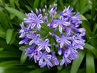 Agapantha Cottage - 6