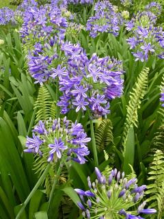 Agapantha Cottage - 5