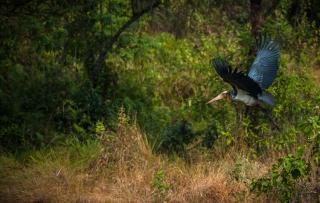 Siddhartha Wildlife Retreat - 1