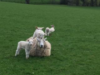 Firs Farm B&B - Masham - 2