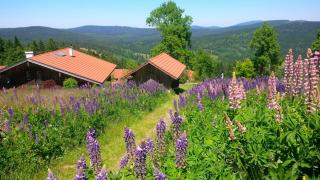 Apartman Šumava - Bavorský les - Mitterfirmiansreut - 3