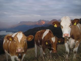 Loitzbauer Ferienwohnungen - 3